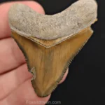 fossil teeth