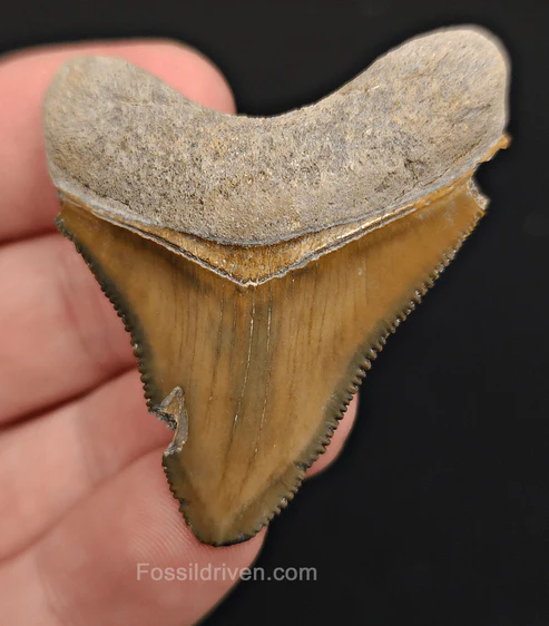 fossil teeth