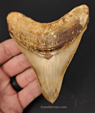 fossil teeth