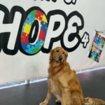 The Real Reason Healthy Dog Treats Are Becoming a Must for Pet Owners