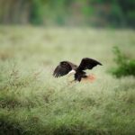 Goose Hunting Services